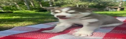 Siberian Husky dogs for sale: Moose 🫎  - Ad 1