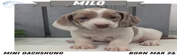 Miniature Dachshund dogs for sale: Milo - Ad 1