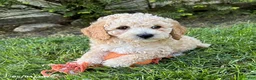Bichpoo dogs for sale: Jace - Ad 3