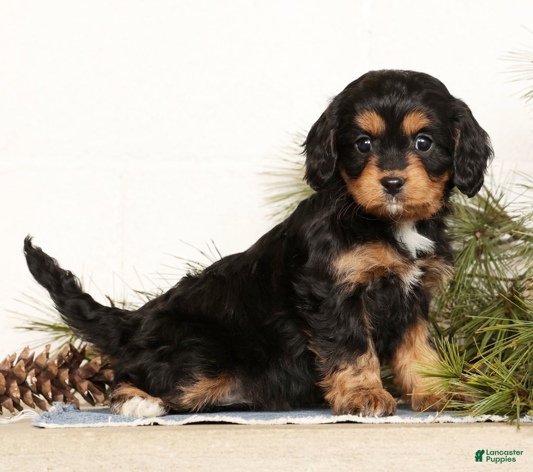 Cavapoo dogs for sale: Sennie - Ad 2