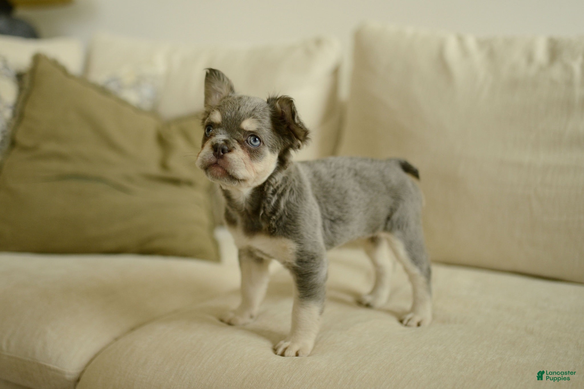 French Bulldog dogs Misty - Ad 2