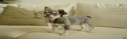 French Bulldog dogs for sale: Misty - Ad 2