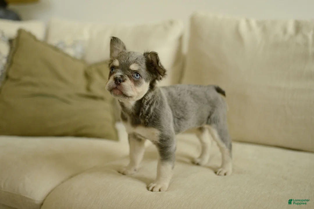 French Bulldog dogs for sale: Misty - Ad 2