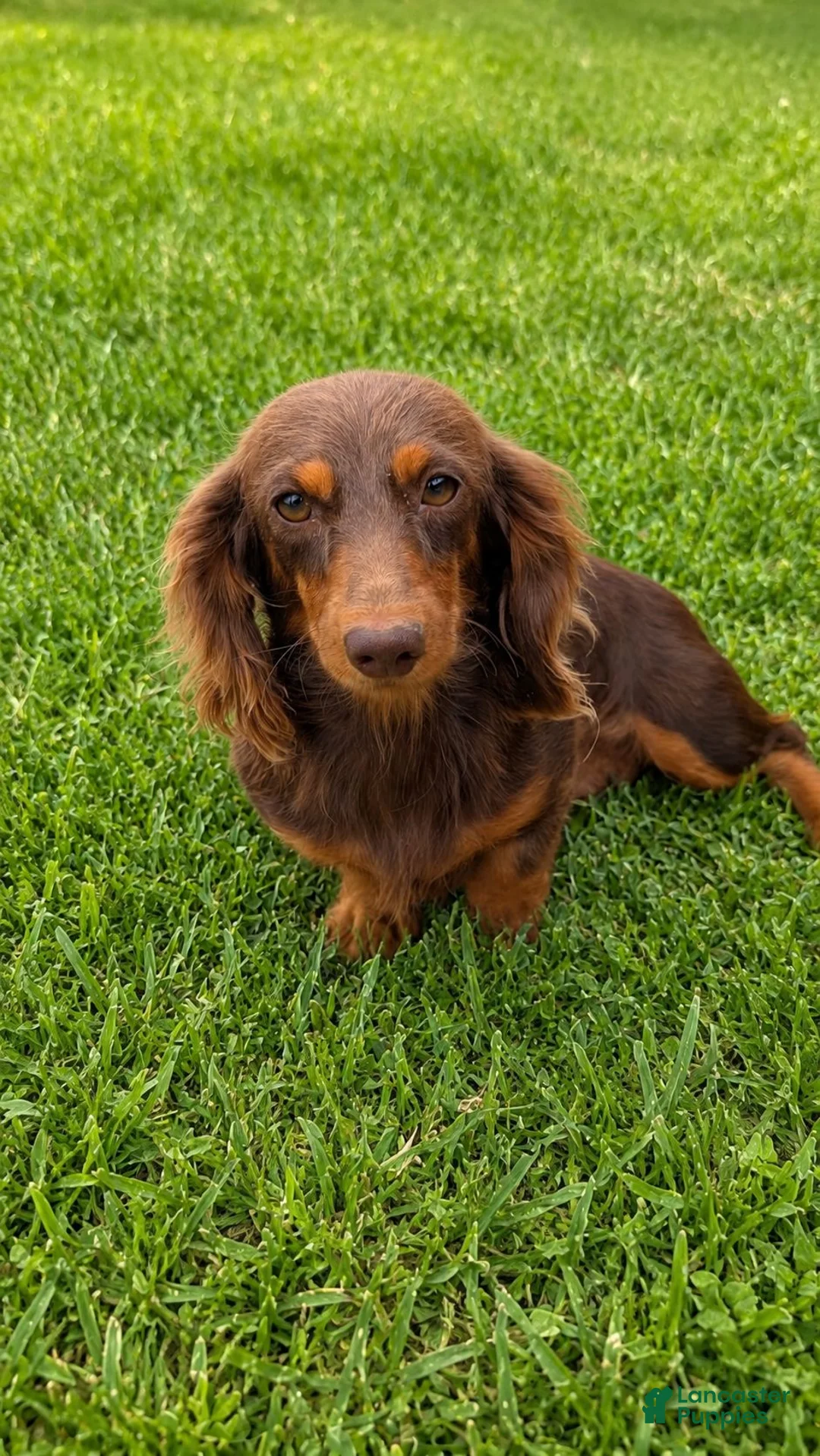 Miniature Dachshund dogs for sale: Sweetie Boy 3 - Ad 6