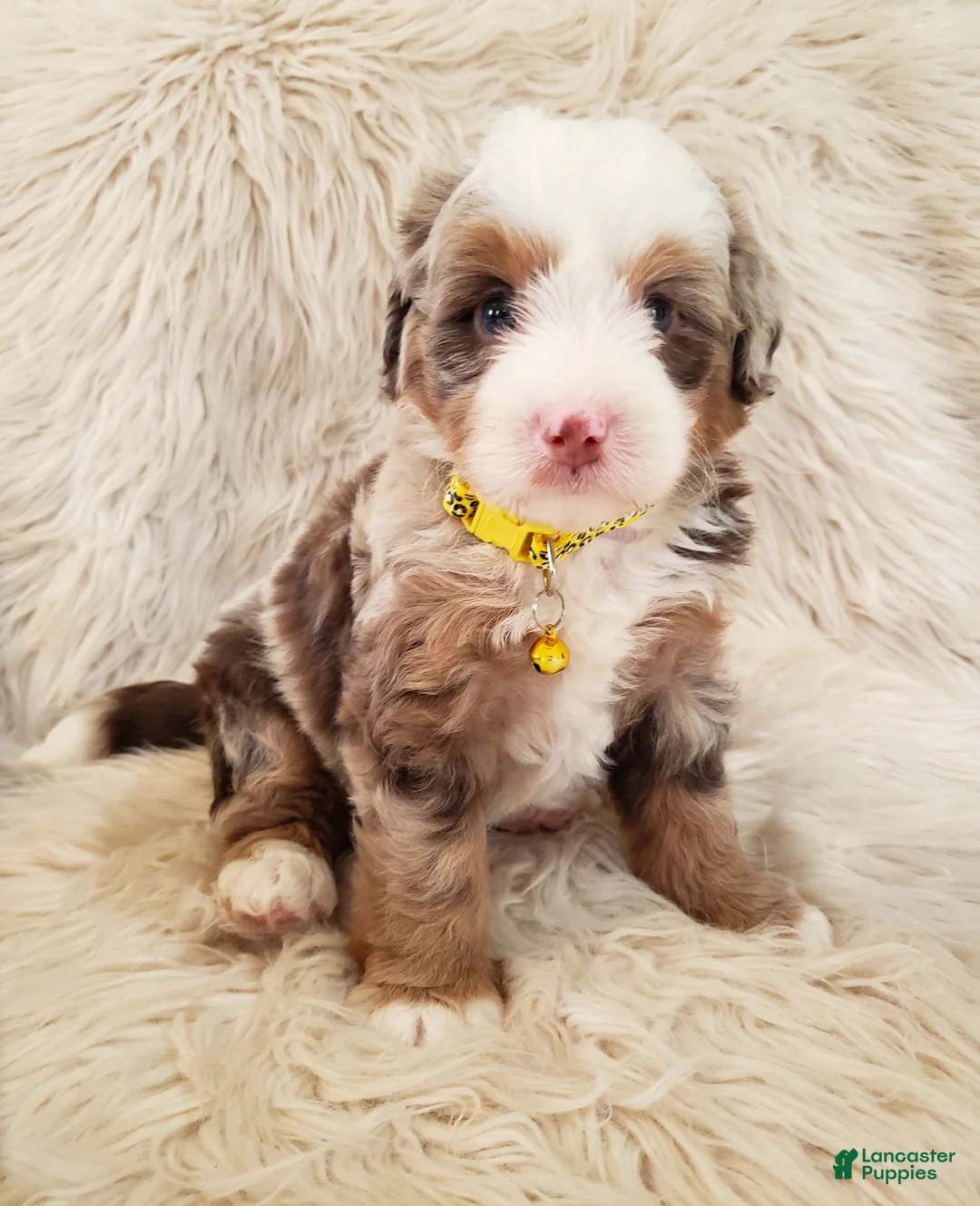 Mini Bernedoodle dogs for sale: JUDE - Ad 2