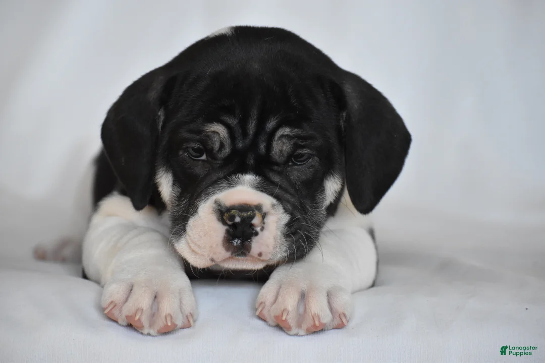 Beabull dogs for sale: Jasemine - Ad 5