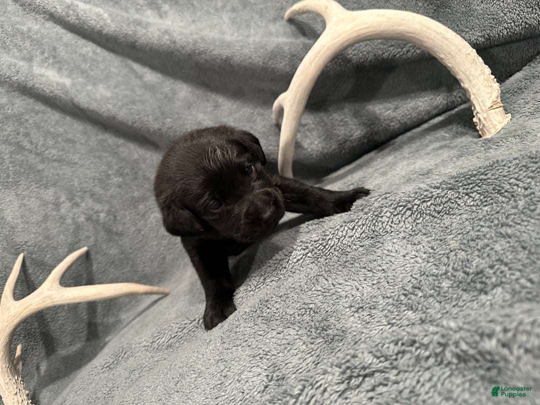 Labrador Retriever dogs for sale: Jypsy - Ad 2