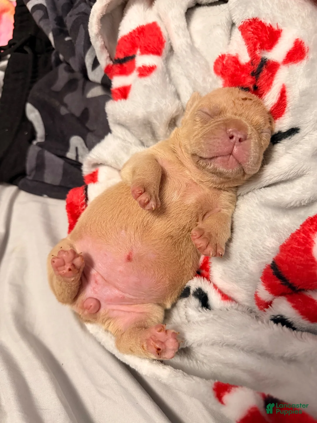 French Bulldog dogs for sale: French Bulldog 7 - Ad 1
