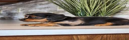 Miniature Dachshund dogs for sale: Macy - Ad 3