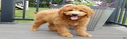Mini Goldendoodle dogs for sale: Kenny - Ad 4