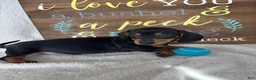 Dachshund dogs for sale: Dalton - Ad 3