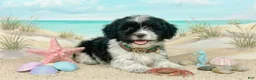 Maltipoo dogs for sale: PANDA - Ad 3