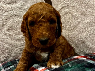 Irish Doodle dogs - Ad 7