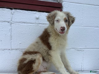 Australian Shepherd dogs - Ad 7