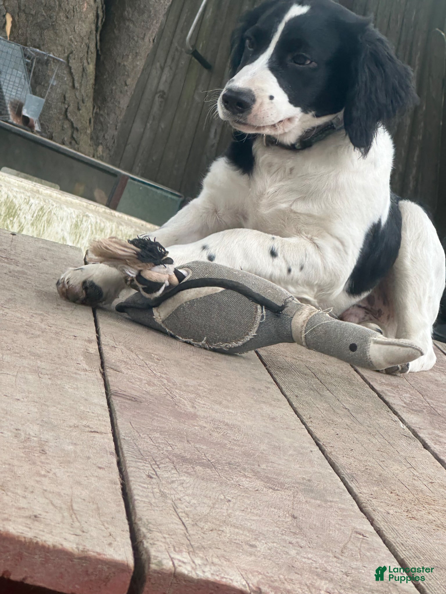 English Springer Spaniel dogs English Springer Spaniel Puppy 2 - Ad 1