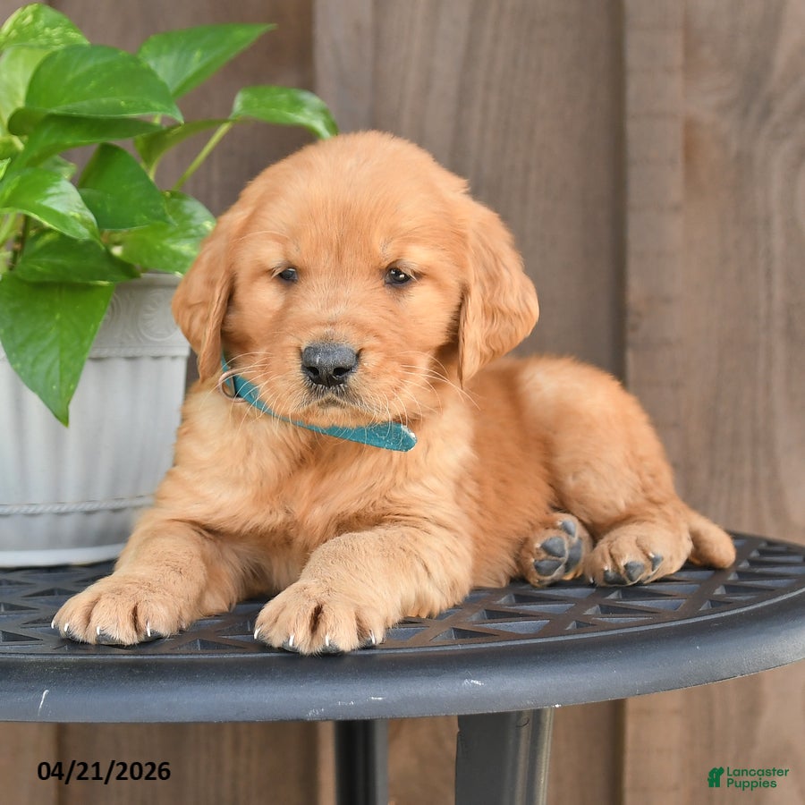 Golden Retriever dogs Rusty - Ad 2