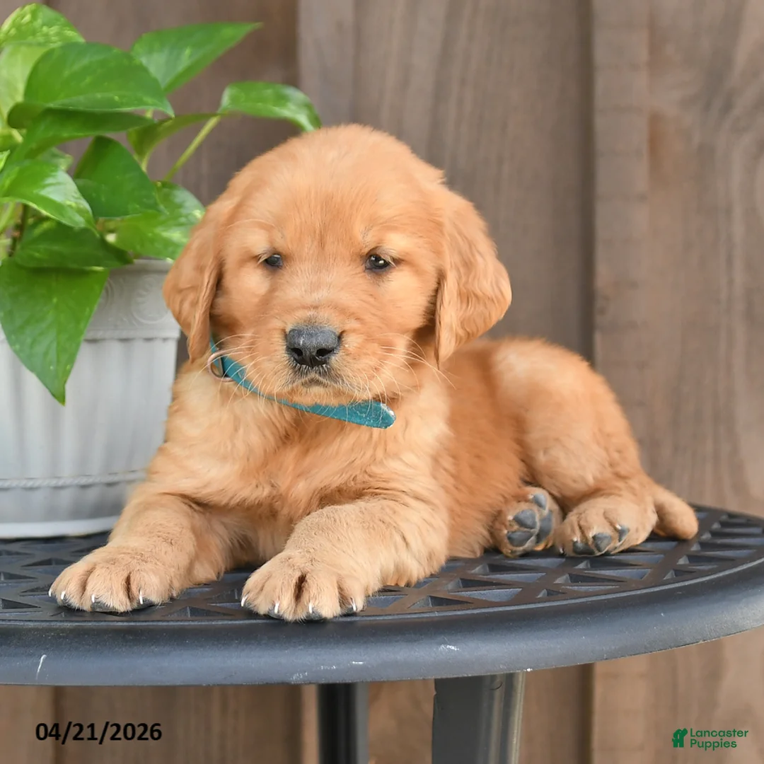 Golden Retriever dogs for sale: Rusty - Ad 2