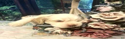 Cocker Spaniel dogs for sale: Cocker Spaniel Puppy 4 Female - Lily - Ad 5