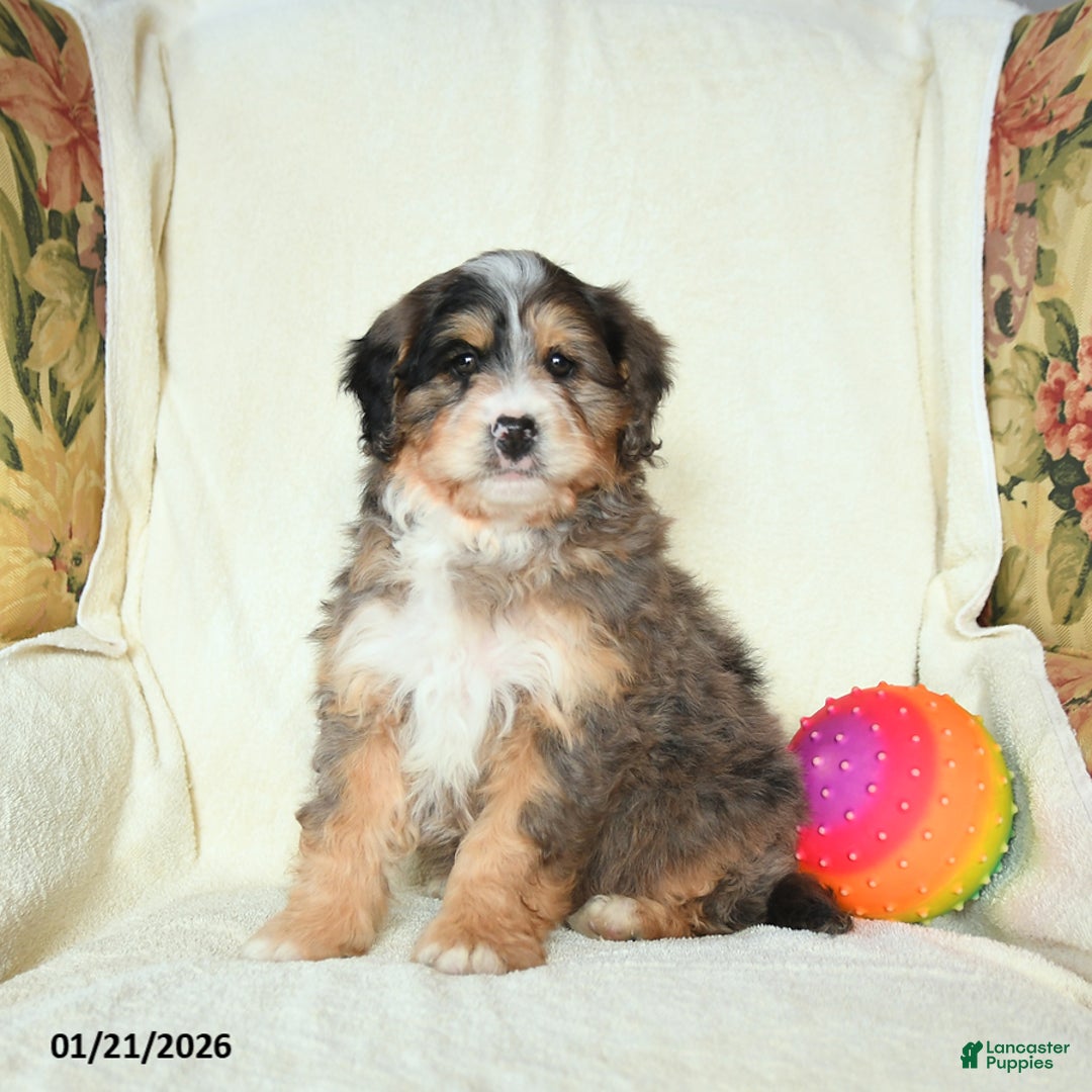 Mini Bernedoodle dogs for sale: River - Ad 3