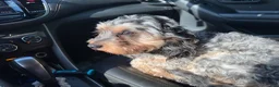 Havapoo dogs for sale: Havapoo Puppy 4 - Ad 4