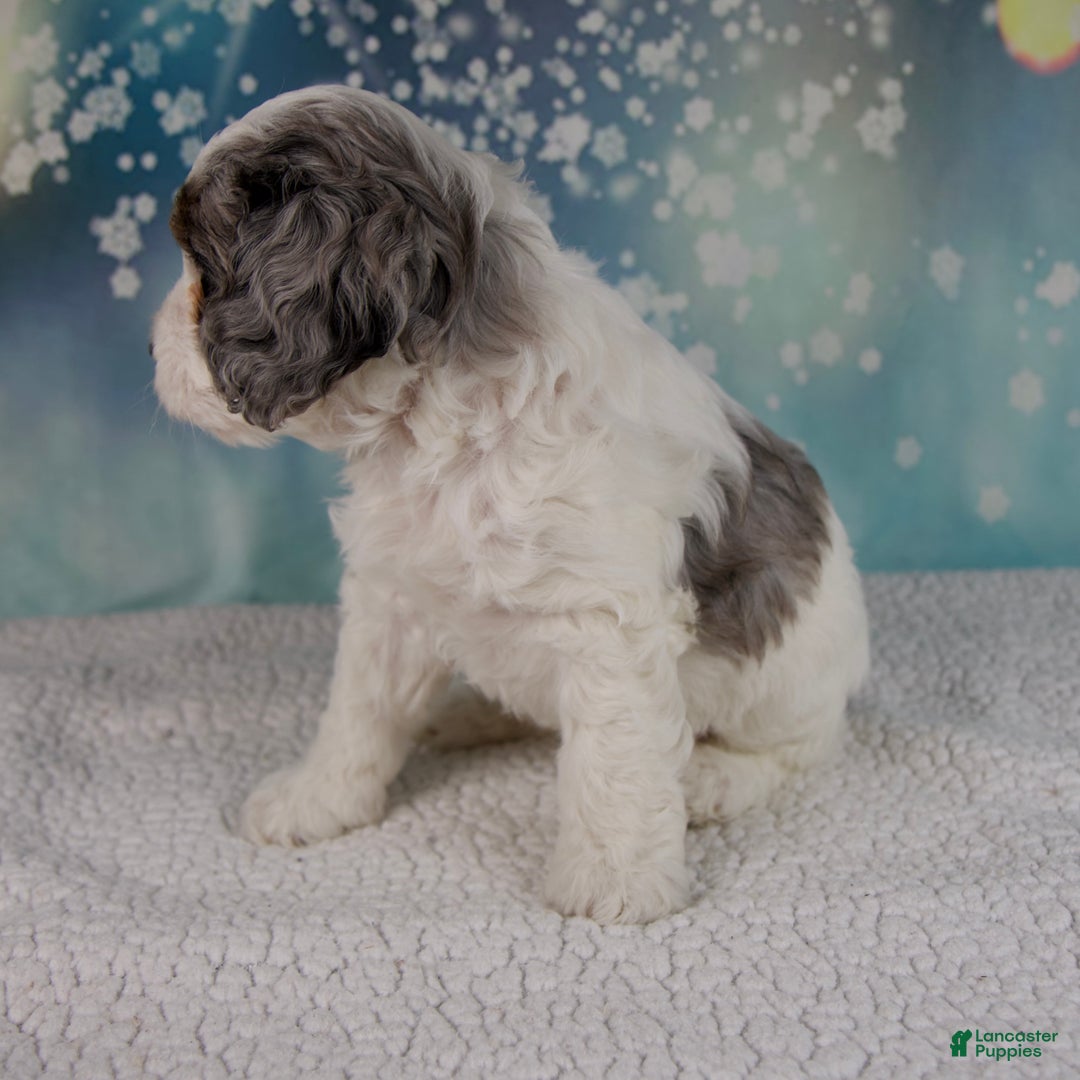 Cockapoo dogs for sale: Cassie - Ad 4