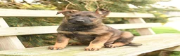 German Shepherd dogs for sale: Daffodil - Ad 2