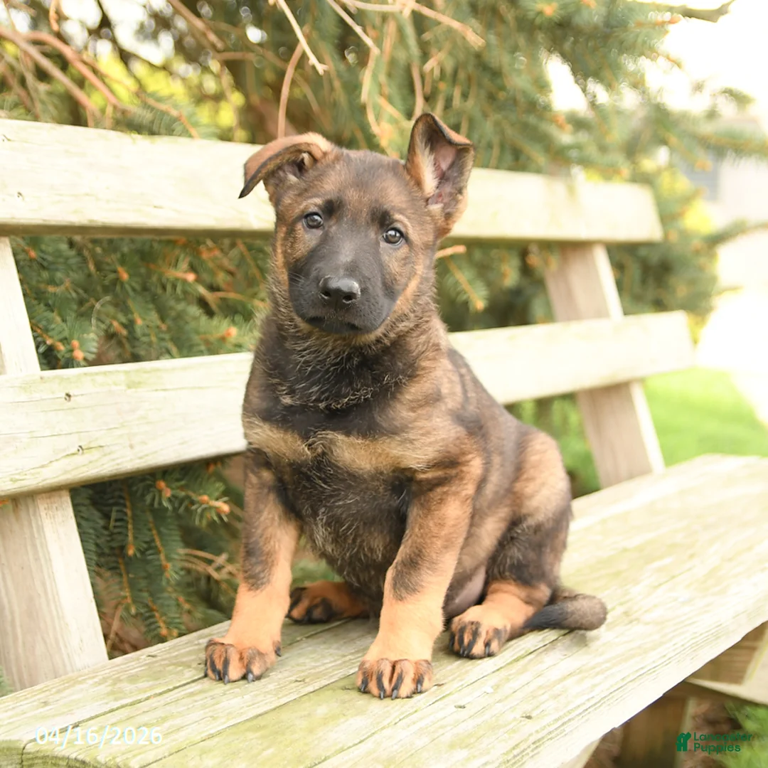 German Shepherd dogs for sale: Daffodil - Ad 2