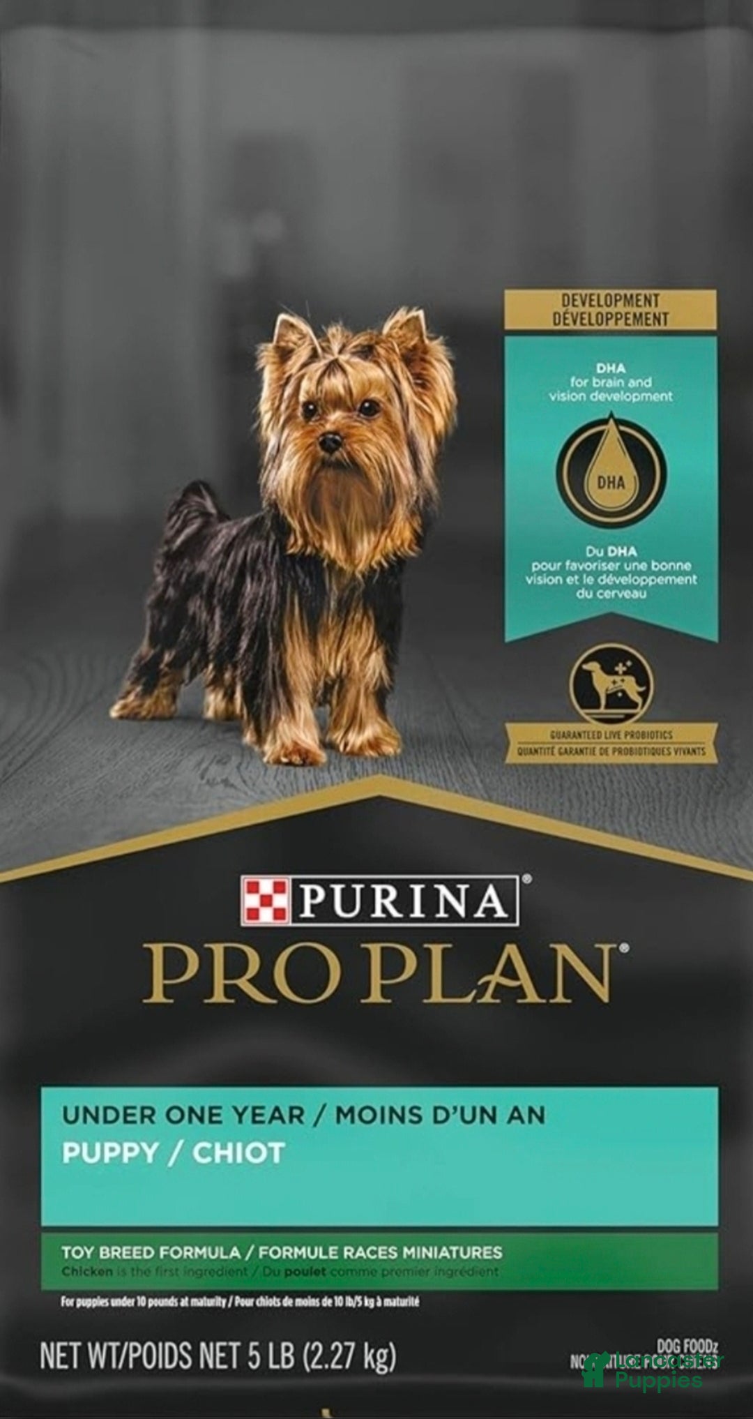 Shih Tzu dogs for sale: Boomer - Ad 7