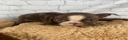 Boston Terrier dogs for sale: Lily - Ad 8