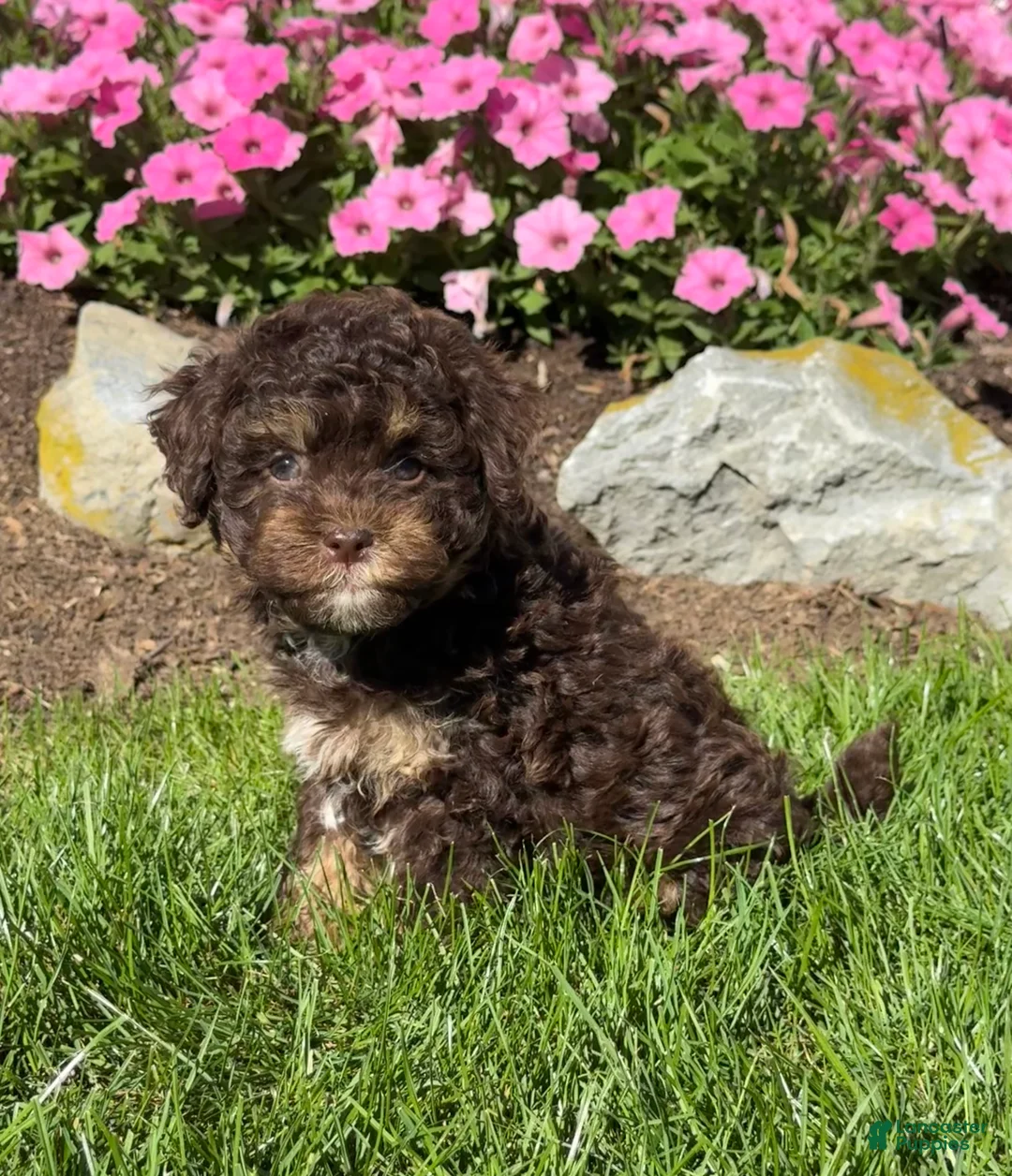 Havapoo dogs for sale: King - Ad 2