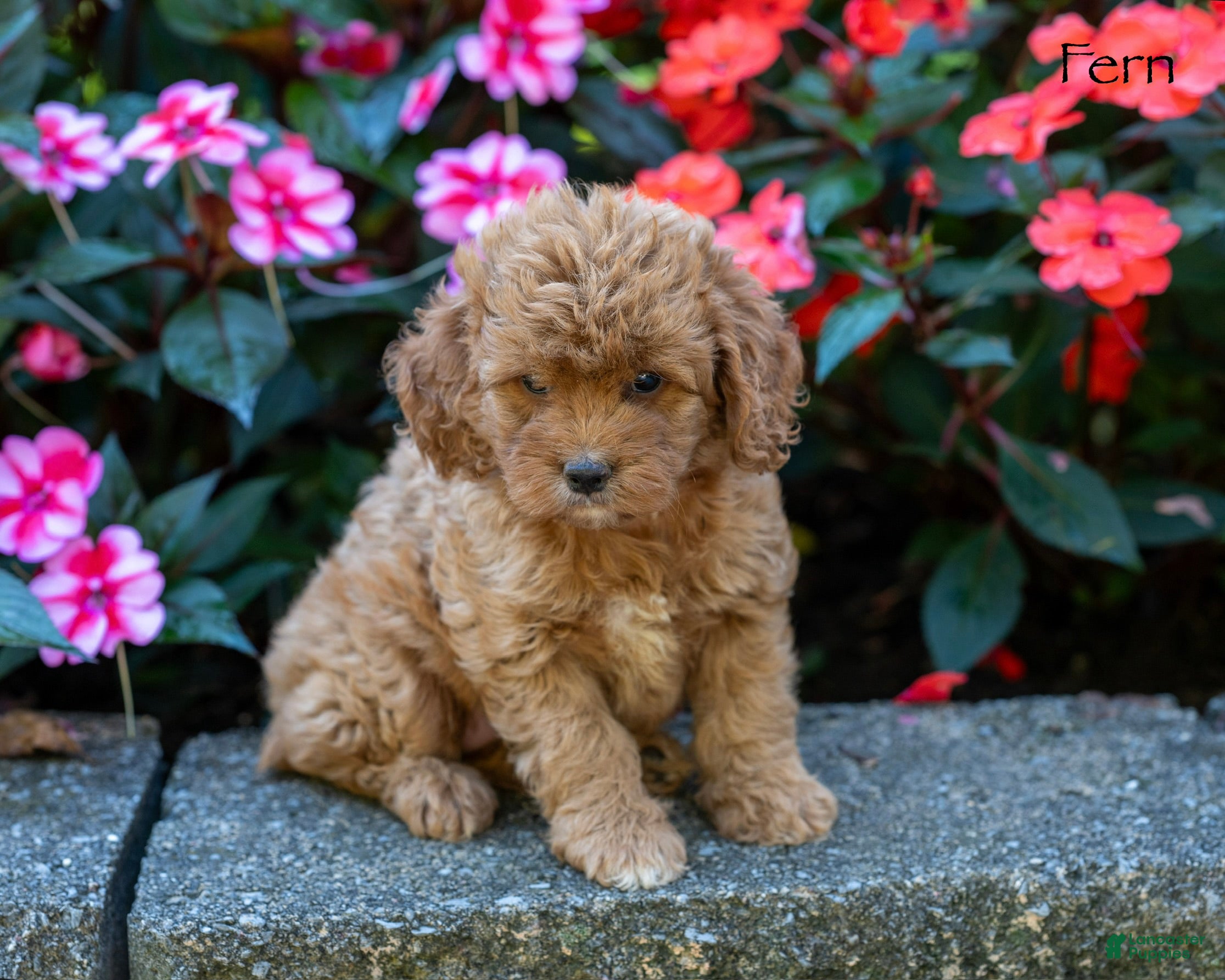 Cockapoo dogs Fern - Ad 1