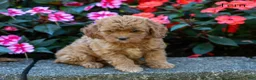Cockapoo dogs for sale: Fern - Ad 1