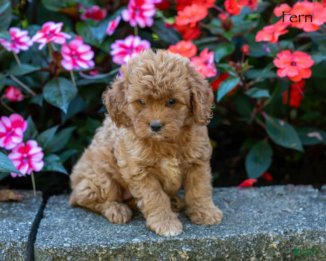 Cockapoo dogs for sale: Fern - Ad 1