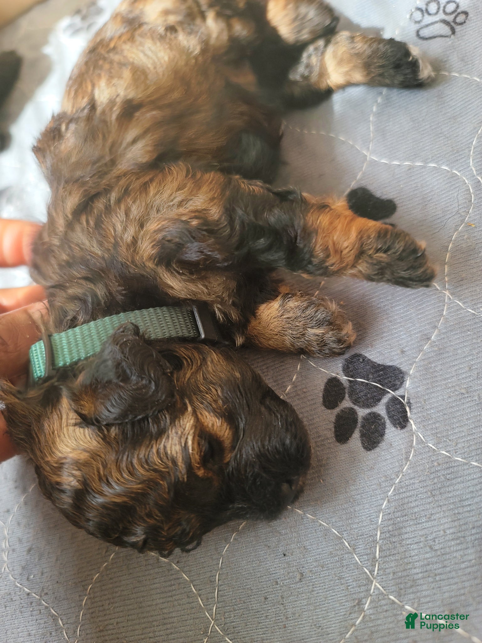 Shihpoo dogs Shihpoo Puppy 1 - Ad 2