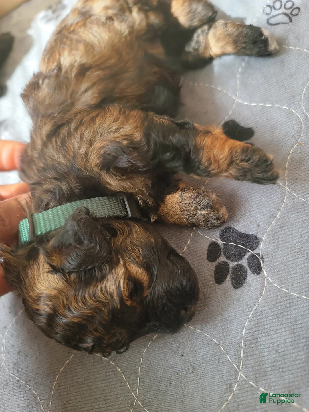 Shihpoo dogs for sale: Shihpoo Puppy 1 - Ad 2