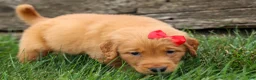 Golden Retriever dogs for sale: Quinton💙 - Ad 9