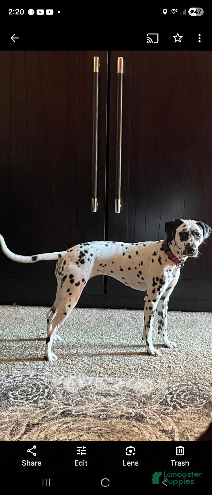 Dalmatian dogs Dalmatian 1 - Ad 2