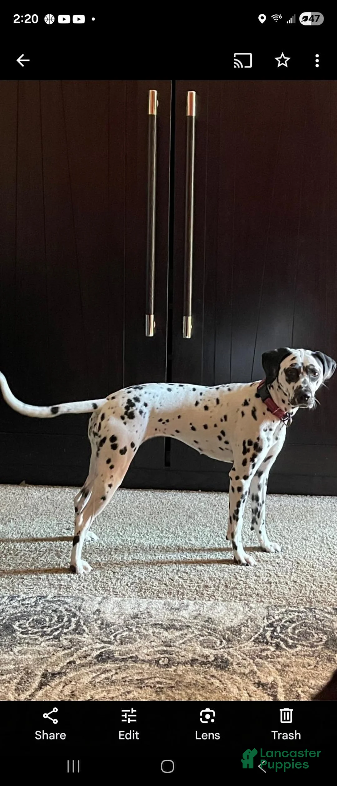 Dalmatian dogs for sale: Dalmatian 1 - Ad 2