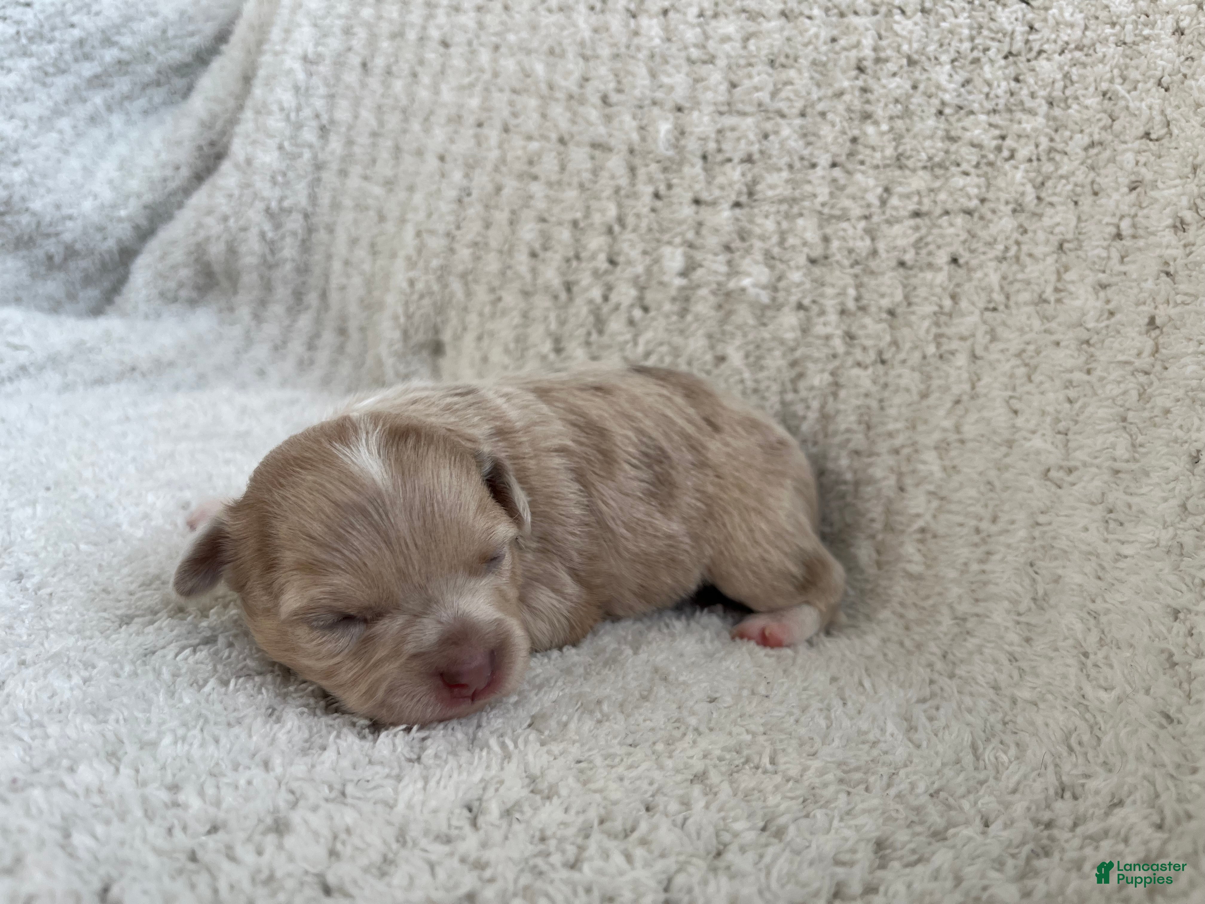 Chihuahua dogs Ashley - Ad 1