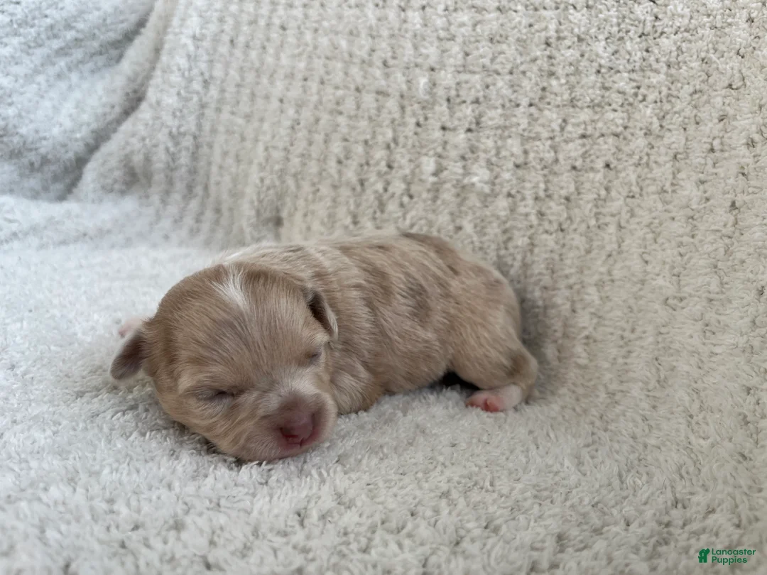 Chihuahua dogs for sale: Ashley - Ad 1