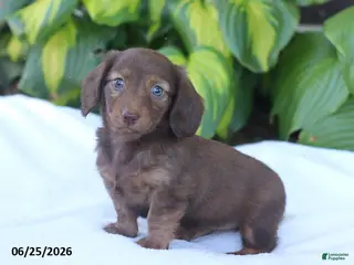 Miniature Dachshund dogs Tammi - Ad 5