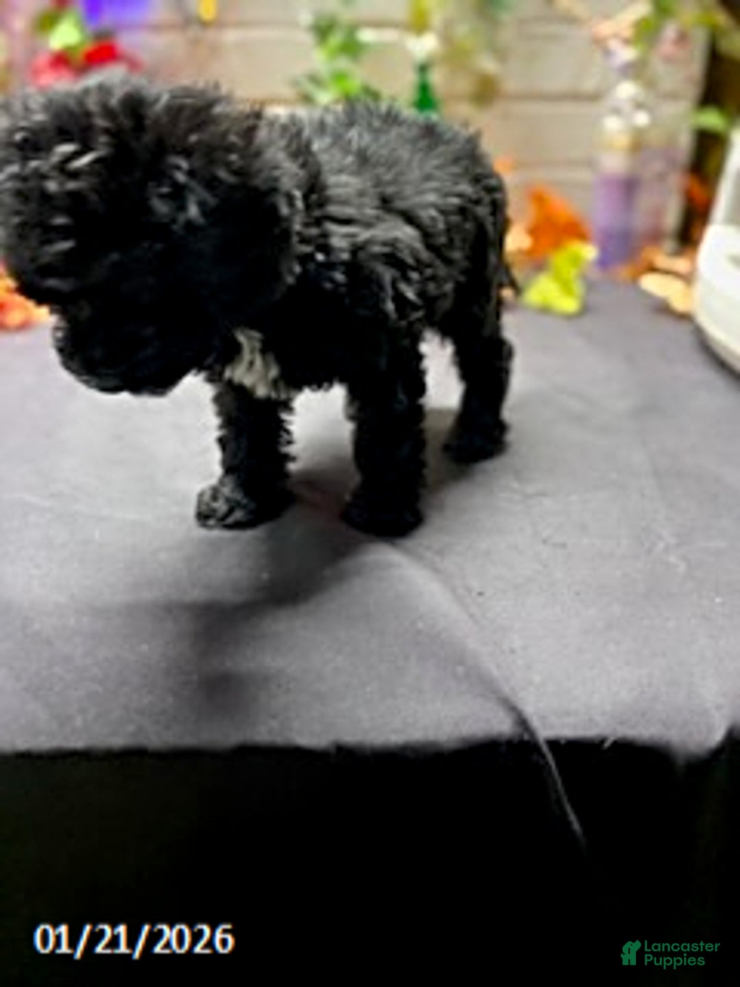 Cockapoo dogs for sale: Ace - Ad 10