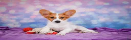 Papillon dogs for sale: Ace - Ad 5