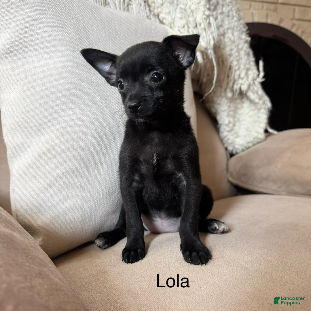Chihuahua dogs for sale: Lola - Ad 2
