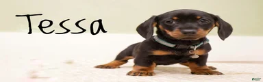 Tessa 