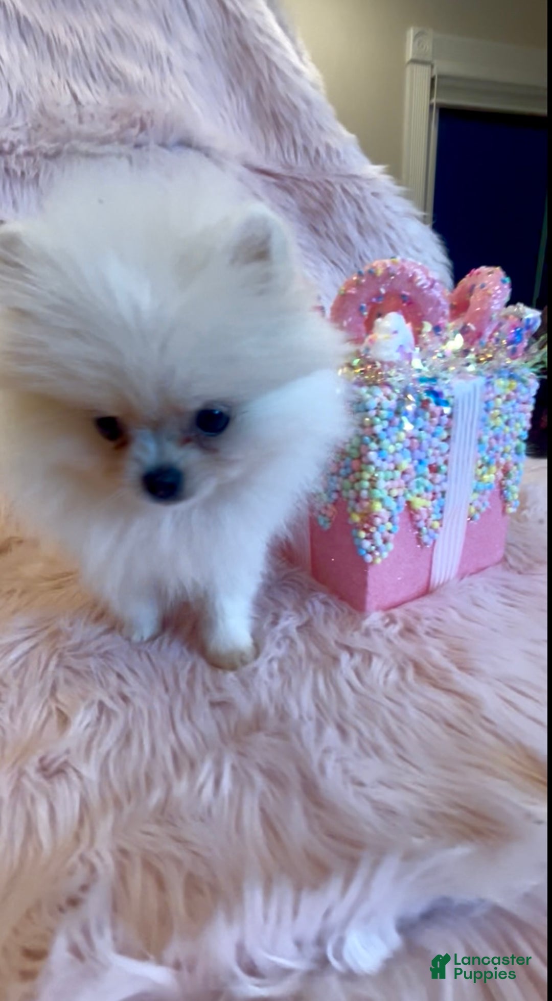 Pomeranian dogs for sale: Lynette AKC Registered full rights  - Ad 20