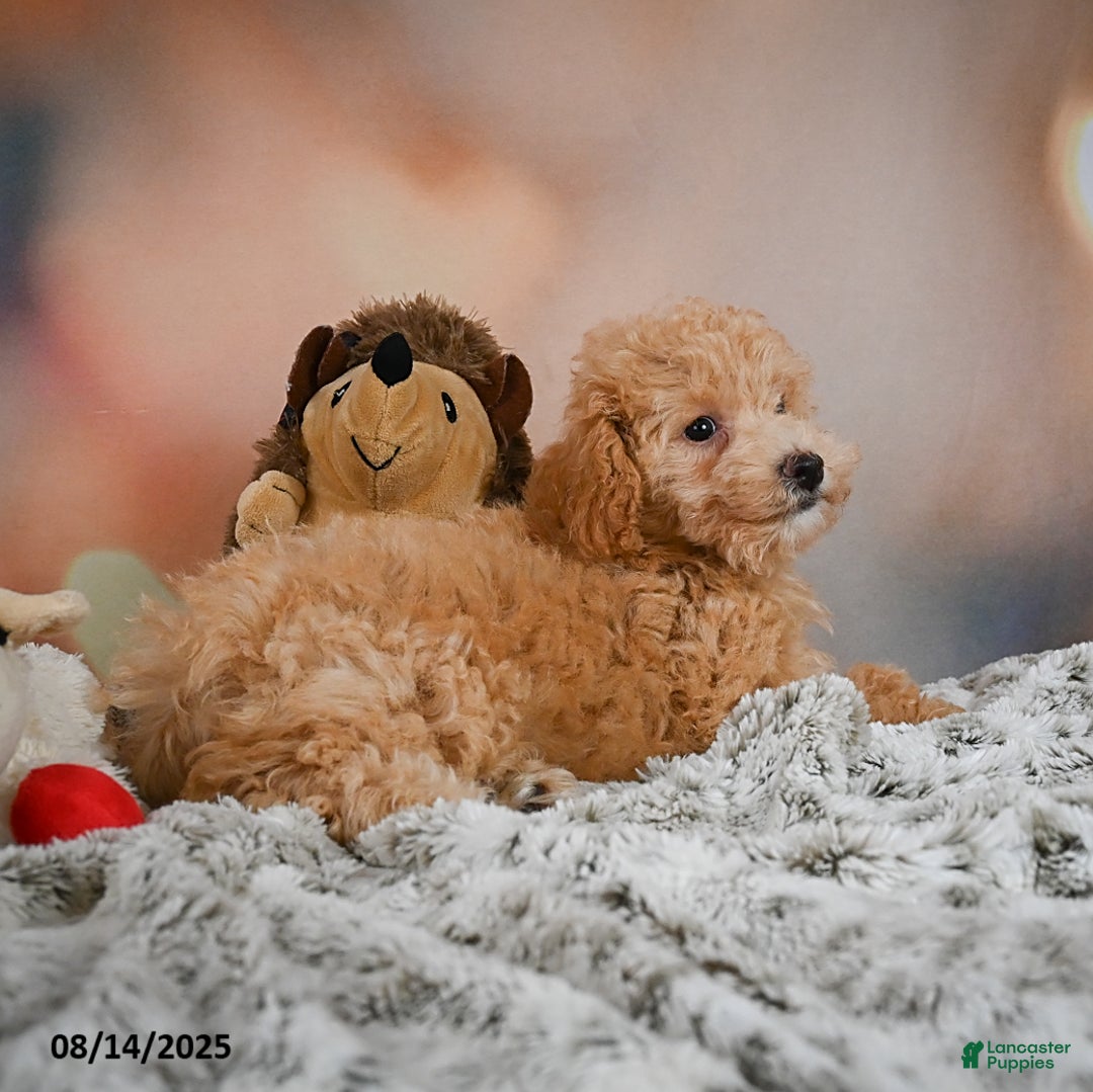 Bichpoo dogs for sale: Jessica - Ad 12