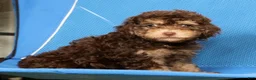 Havapoo dogs for sale: Daisy - Ad 8