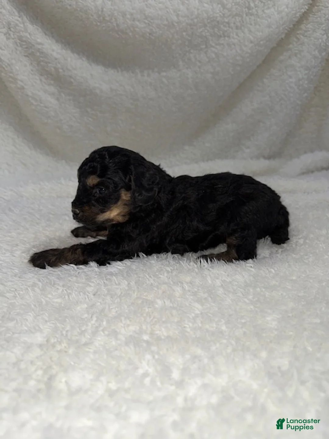 Cavapoo dogs for sale: Cavapoo Puppy 4 - Ad 3