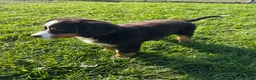 Bernese Mountain Dog dogs for sale: Paisley - Ad 4